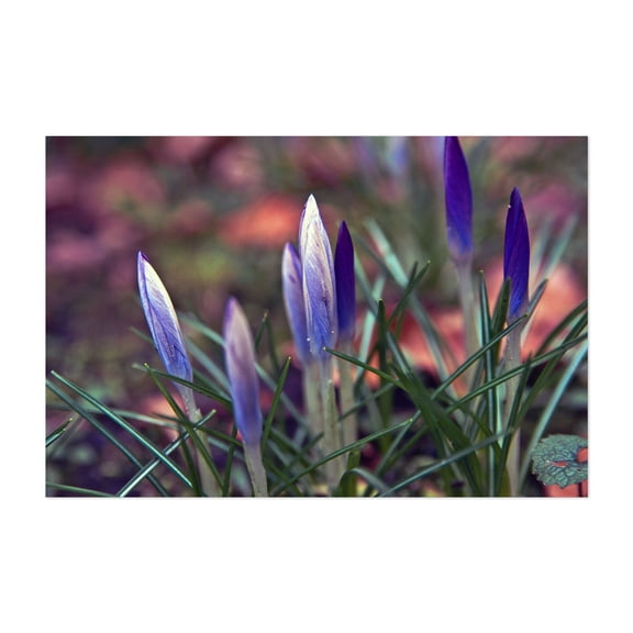 Elegant harbingers of spring - Bezirk Pankow Berlin Germany Photography Flowers Floral Botanical Garden Nature Wildlife Unframed Wall Art Print 20 x 30 inches