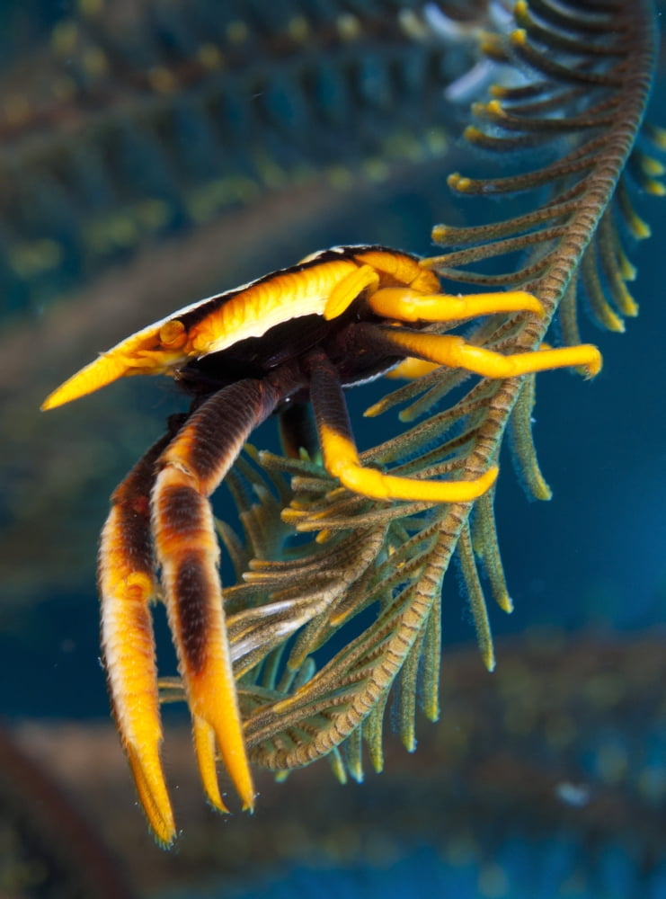 Elegant squat lobster Papua New Guinea Canvas Art - Steve JonesStocktrek Images (25 x 33)