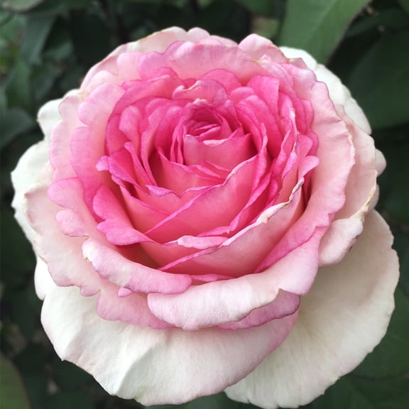 Eleganza® Pink Enchantment® Hybrid Tea Rose by Heirloom Roses - Live Pink Rose Bush