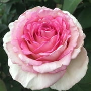 Eleganza  Pink Enchantment  Hybrid Tea Rose by Heirloom Roses - Live Pink Rose Bush