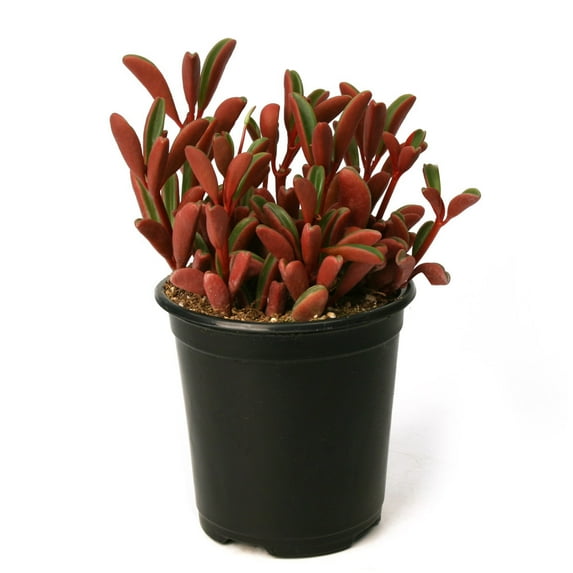 Element 1QT Landscape Succulent Live Plants Assorted Varieties