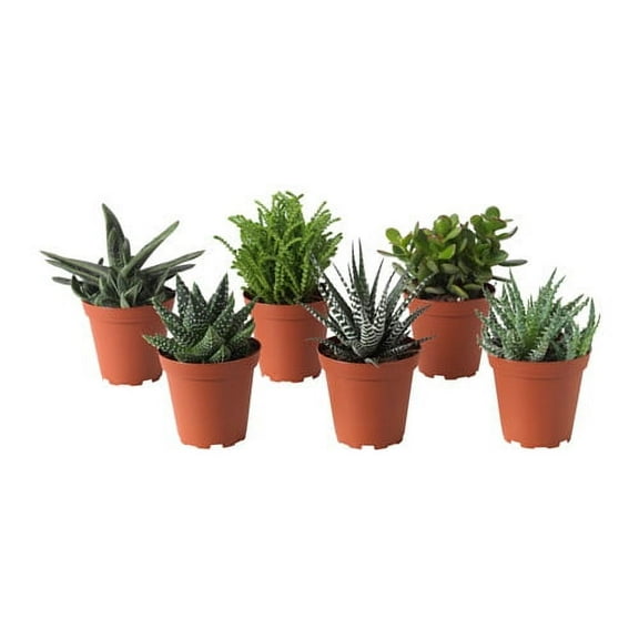 Element 4IN Succulent Live Plant Assorted Varieties and Colors
