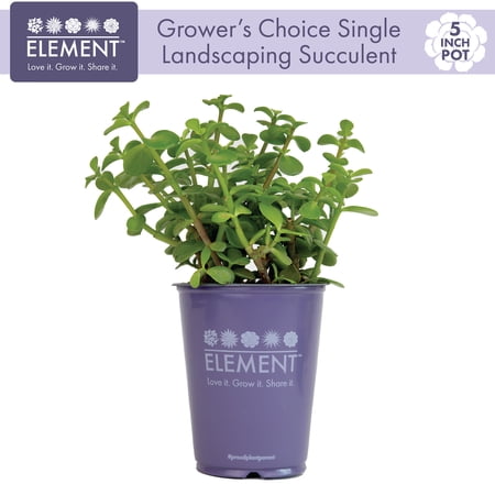 Element 5IN Assorted Cacti and Succulent, Live Plants