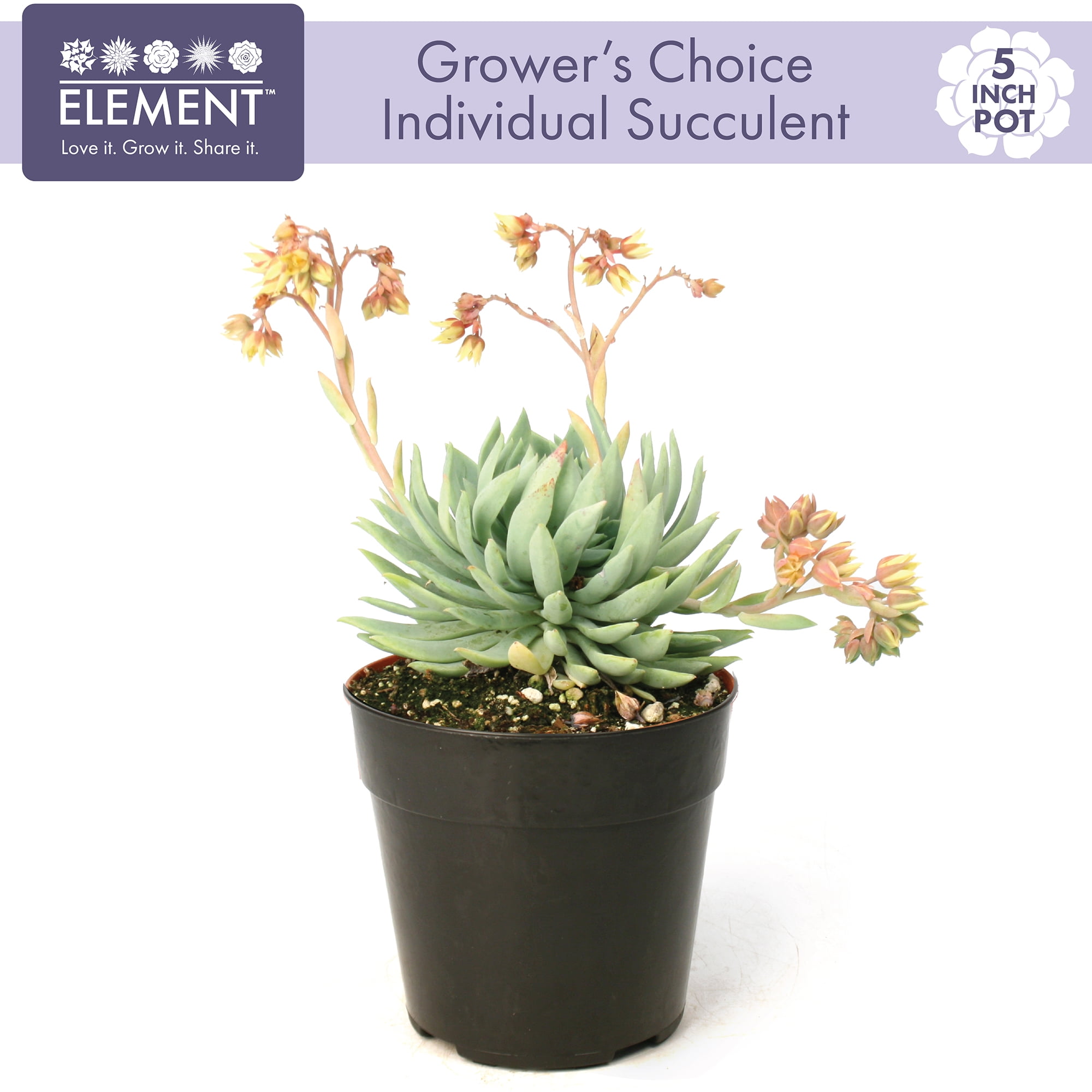 Succulent