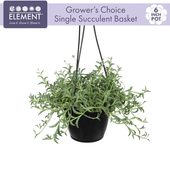 Element 6 IN Succulent Hanging Basket Monoculture