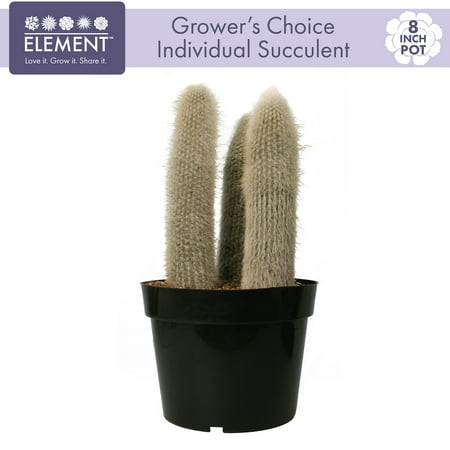Element 8IN Assorted Cacti and Succulent, Live Plants