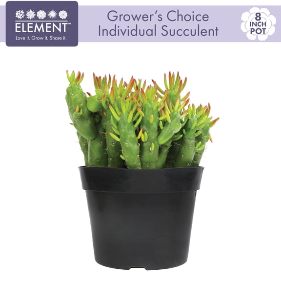 Element 8in Live Succulent Plant Assorted Succulent Varieties