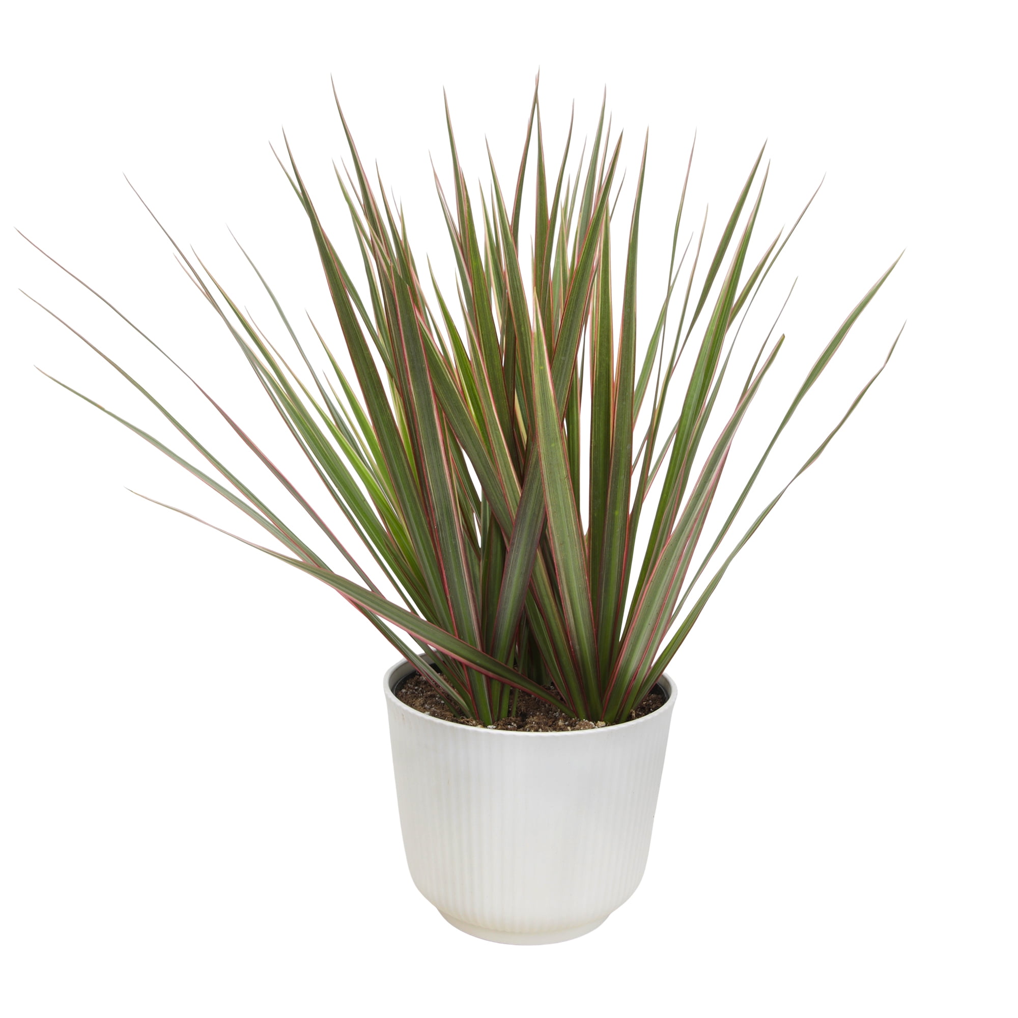 Element Bicolor Dragon Tree Dracaena Marginata in 6" White Pot (Approx 15" Tall) Live Plant