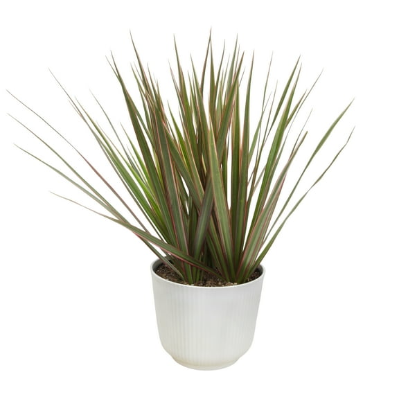 Element Bicolor Dragon Tree Dracaena Marginata in 6" White Pot (Approx 15" Tall) Live Plant