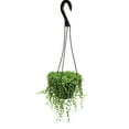 thumbnail image 1 of Element By Altman Plants String of Pearls Succulent (Senecio Rowleyanus) 6" Live Plant Hanging Basket, 1 of 13