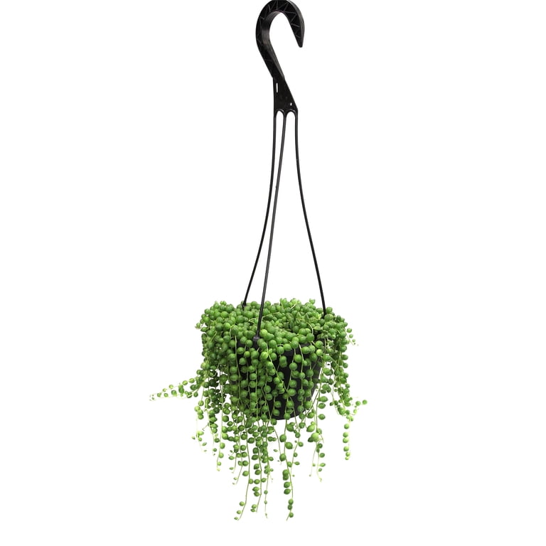 Live Succulent (4 String of Pearls), Succulents Plants Live, Succulent Plants Fully Rooted, Rare House Plant for Home Office Decoration, DIY Projects, Party Favor Gift by The Succulent Cult