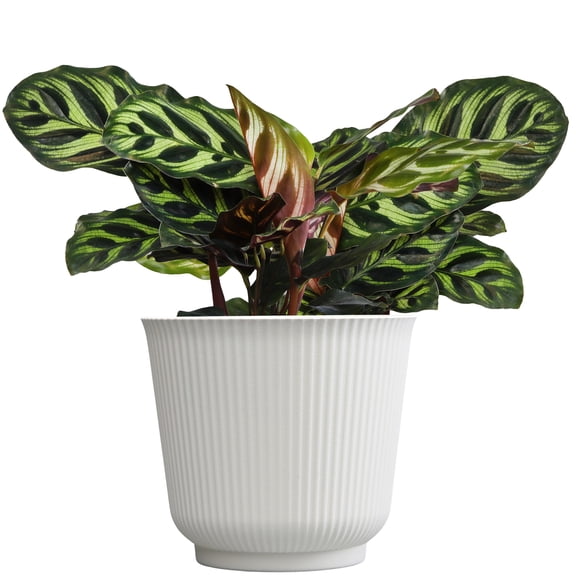 Element Calathea Makoyana Live Plant in 6" White Decor Pot (Approx 15" Tall) Prayer Plant