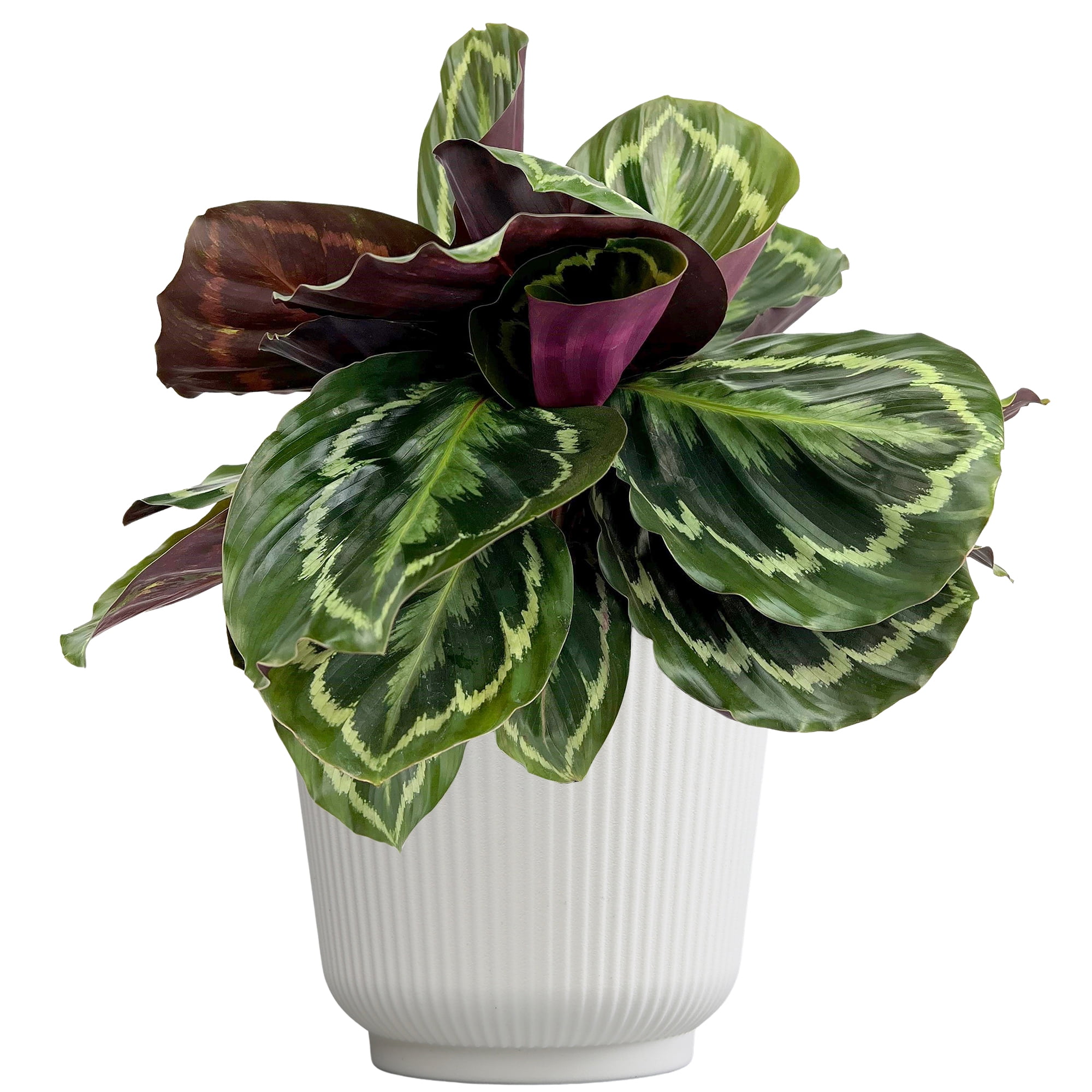 Element Calathea Medallion Live Plant in 6" White Decor Pot (Approx 15" Tall) Prayer Plant