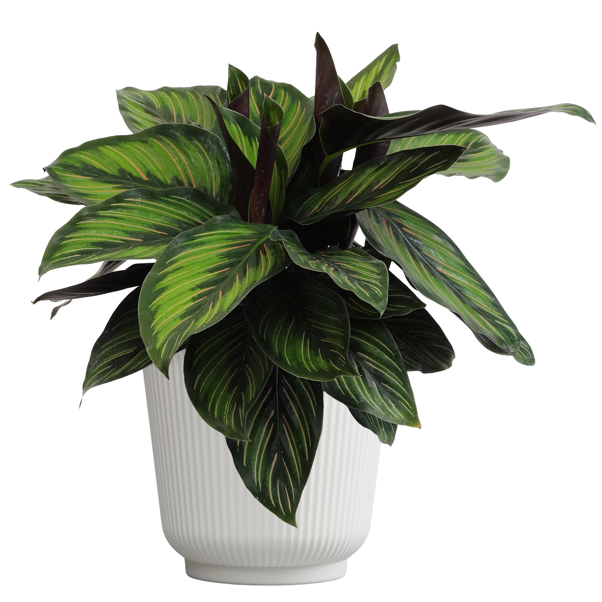 Element Calathea Ornata Live Plant in 6" White Decor Pot (Approx 15" Tall) Prayer Plant