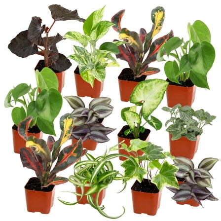 Element Easy to Grow Mini House Plants (12PK), Air Purifying Live Plants, 2" Pots, Houseplant Variety Pack