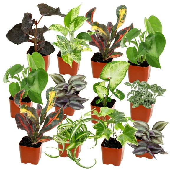 Element Easy to Grow Mini House Plants (12PK), Air Purifying Live Plants, 2" Pots, Houseplant Variety Pack