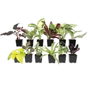 Element Easy to Grow Mini House Plants (12PK), Air Purifying Live Plants, 2" Pots, Houseplant Variety Pack