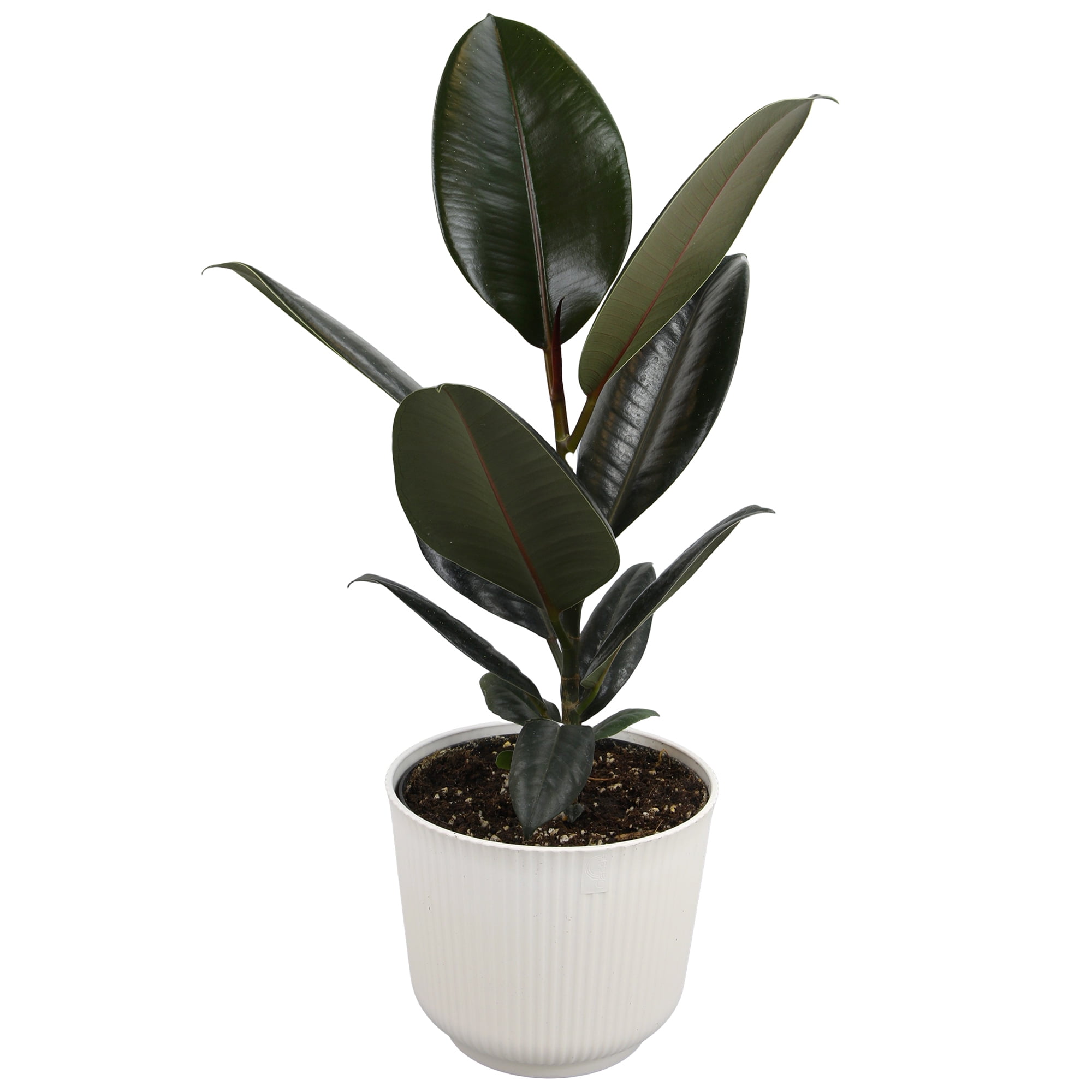Element Ficus Burgundy House Plant in 6" White Decor Pot (Approx 15" Tall) Live Plant