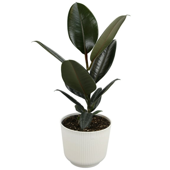 Element Ficus Burgundy House Plant in 6" White Decor Pot (Approx 15" Tall) Live Plant