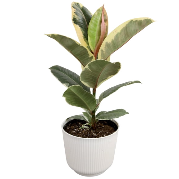 Element Ficus Tineke Variegated Tree in 6" White Decor Pot (Approx 15" Tall) Live Plant