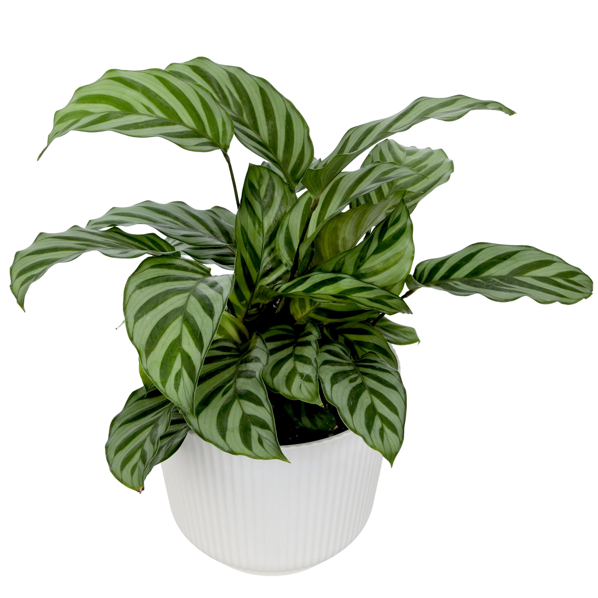 Element Freddie Calathea Live Plant in 6" White Decor Pot (Approx 15" Tall) Prayer Plant