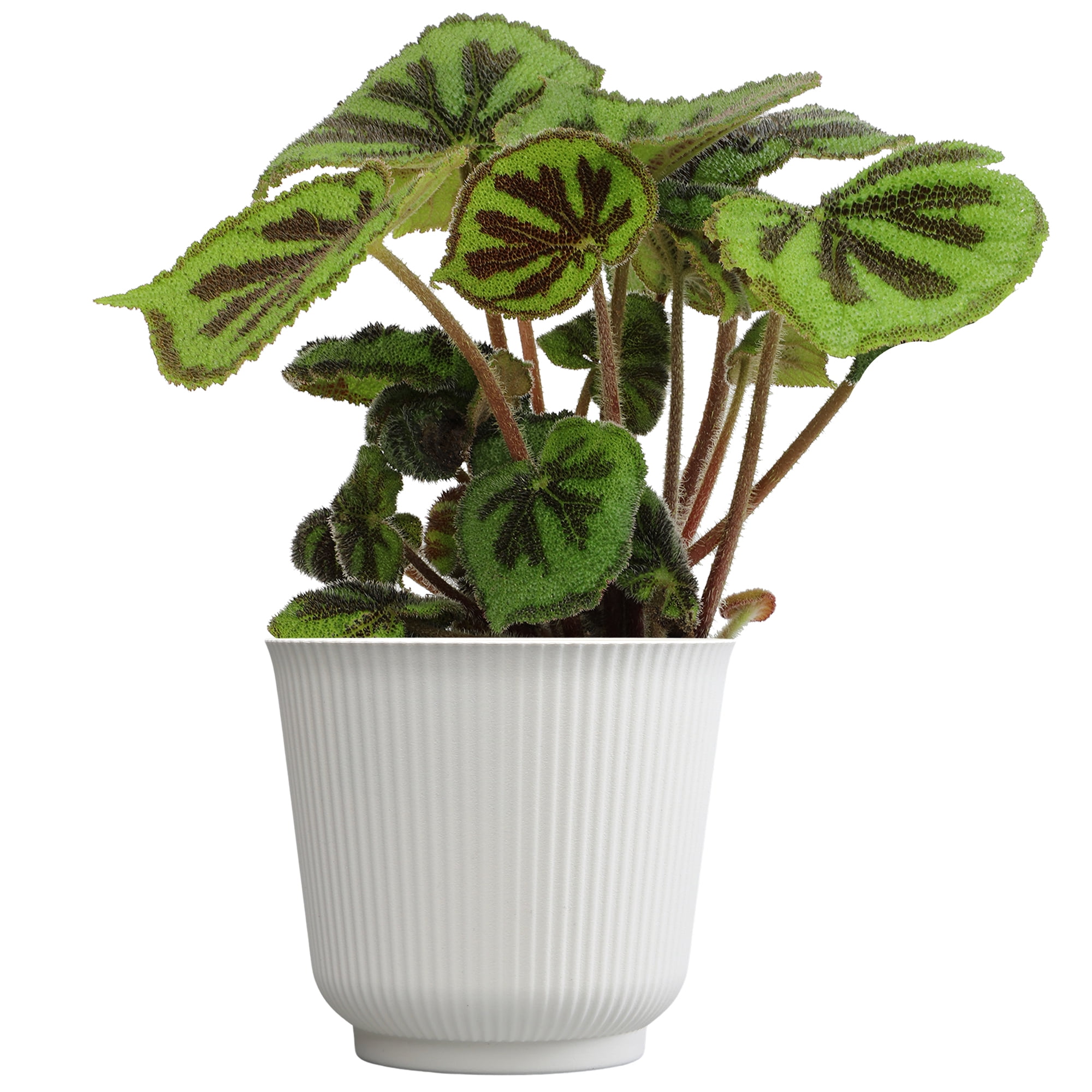 Element Iron Cross Begonia Rock in 6" White Decor Planter (Approx 15" Tall) Live Plant