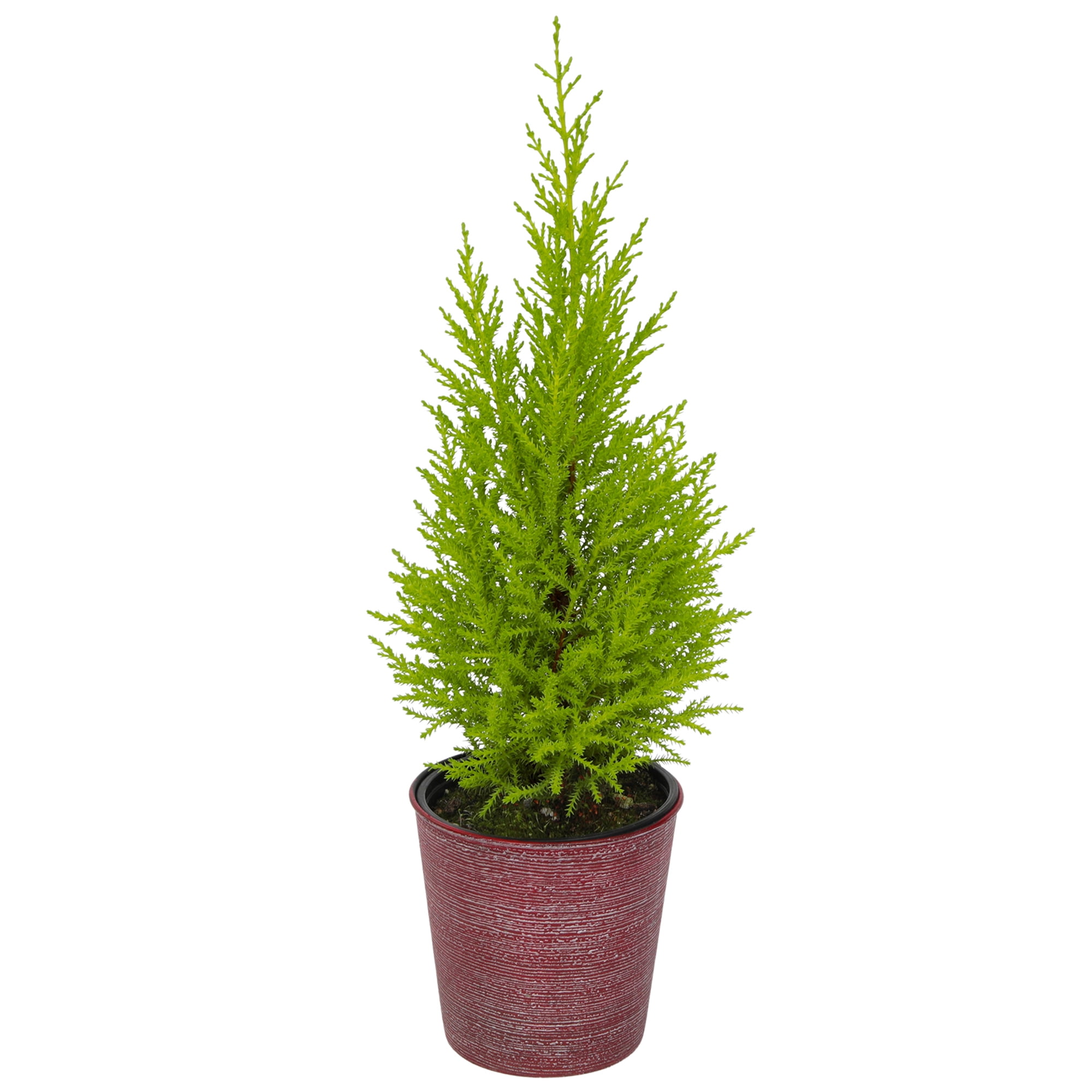 Element Lemon Cypress Live Plant Festive Holiday Decor in 4" Red Planter  (Approx 12" Tall)