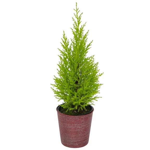 Element Lemon Cypress Live Plant Festive Holiday Decor in 4" Red Planter (Approx 12" Tall)