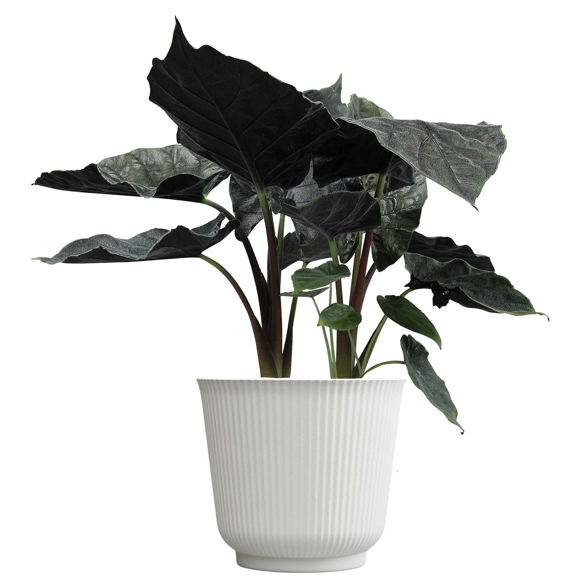 Element Live Alocasia Houseplant, 6in White Décor Pot, Easy Care