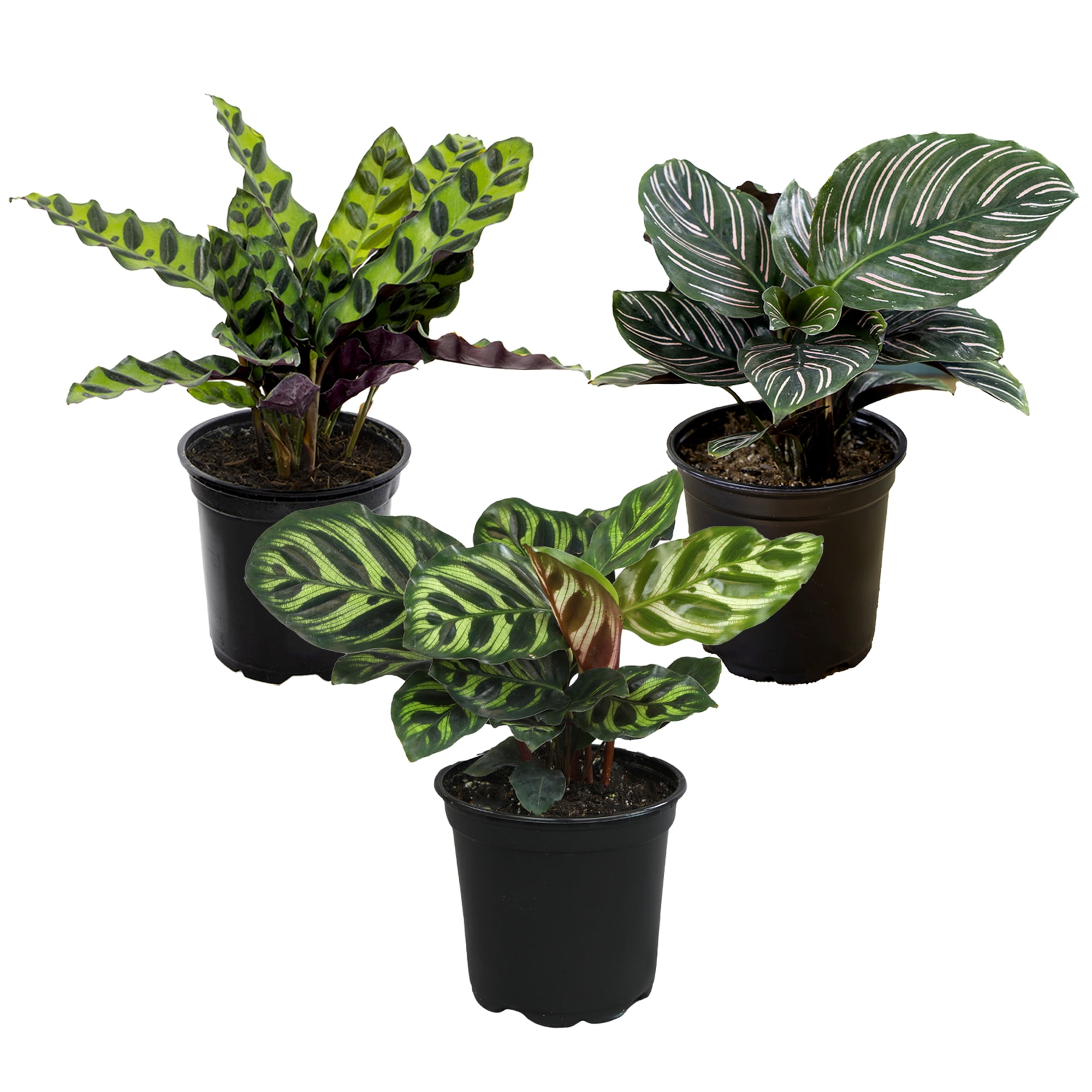 Element Live Calathea Plant Variety Pack, 4.25in Grower Pots, Easy Care, Pet Safe (3 Count)