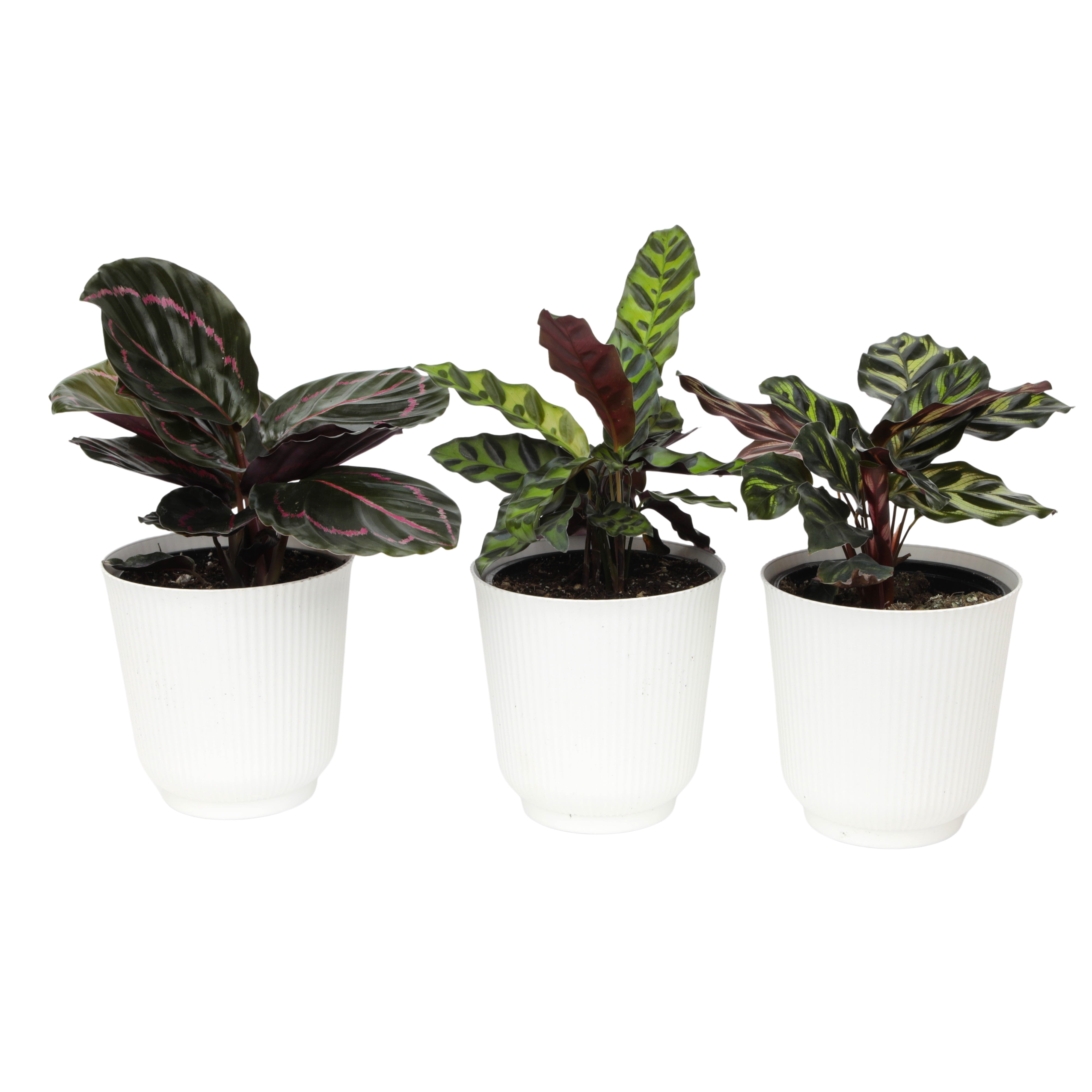Element Live Calathea Plant Variety Pack, 4.25in White Decor Pots, Easy Care, Pet Safe (3 Count)