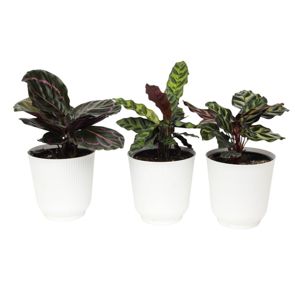 Element Live Calathea Plant Variety Pack, 4.25in White Decor Pots, Easy Care, Pet Safe (3 Count)