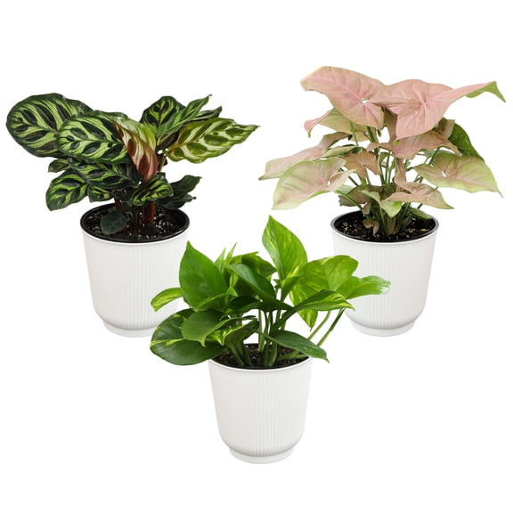 Element Live Houseplants Variety Pack, 4.25in White Decor Pots, Easy Care (3 Count)