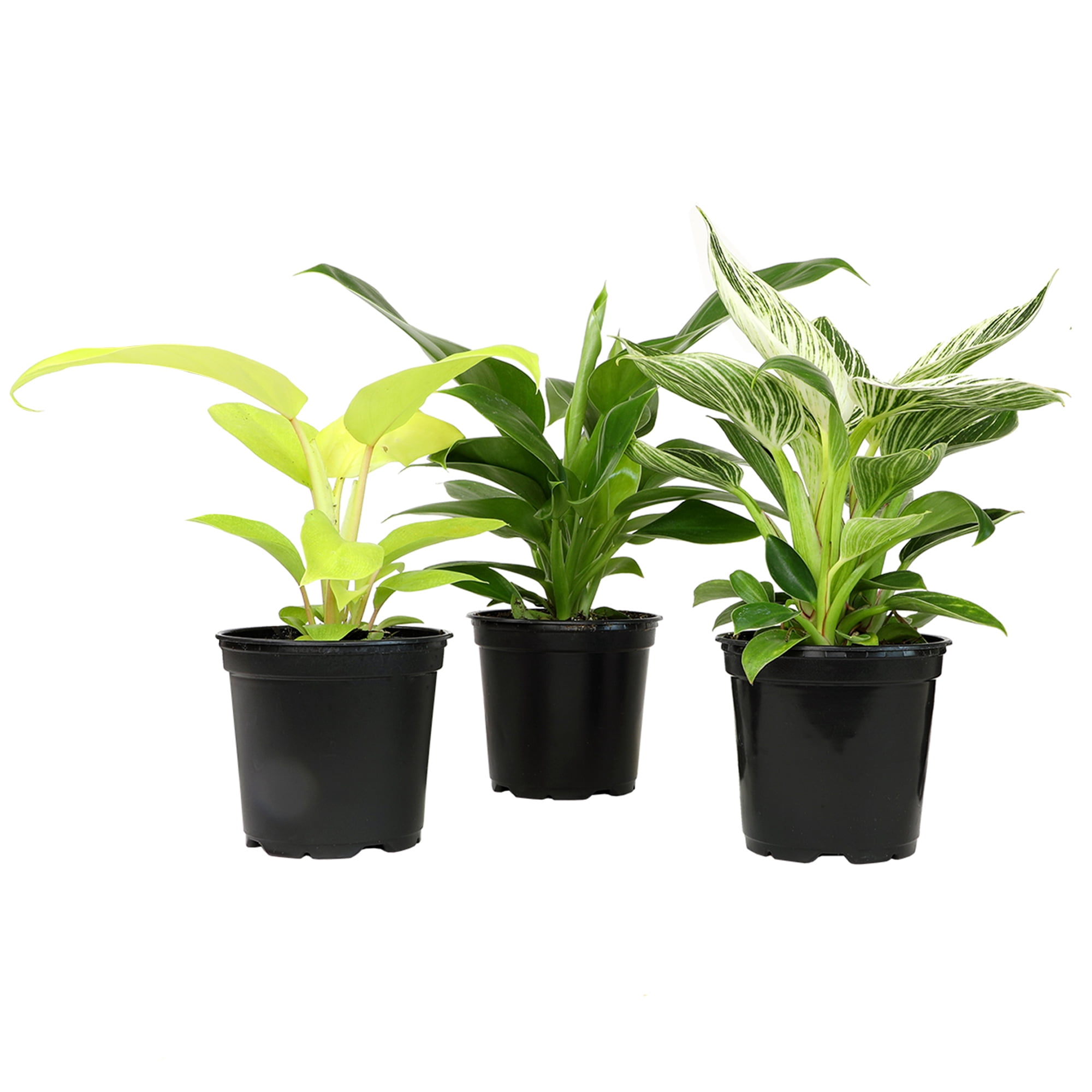 Element Live Philodendron Plant Variety Pack, 3 Easy Care Plants in 4.25in Pots