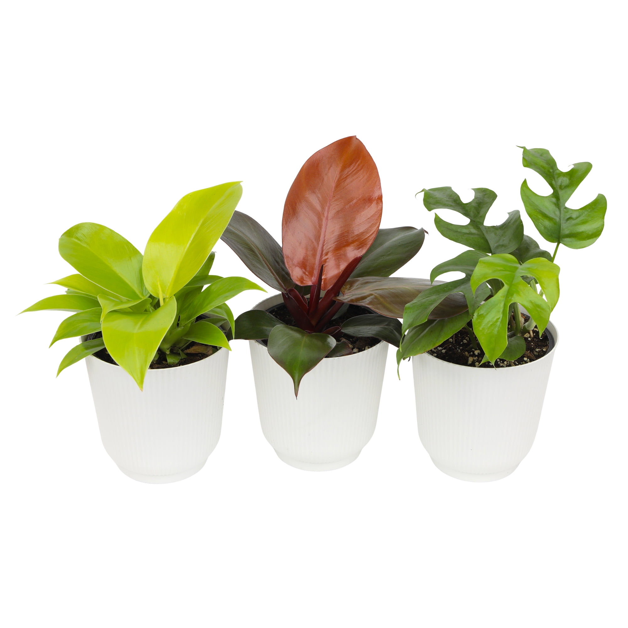 Element Live Philodendron Plant Variety Pack, Includes 4.25in White Deco Pots, Easy Care, (3 Count)