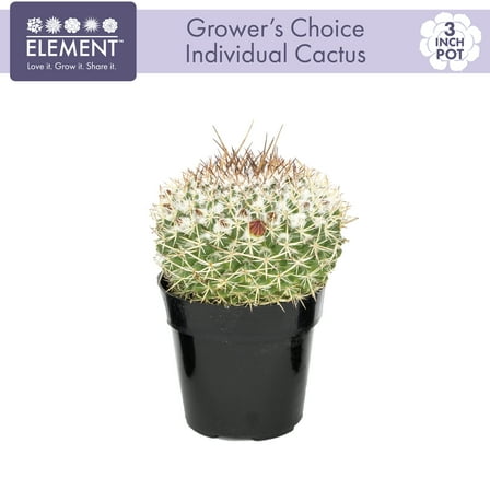 "Element Grower's Choice Cactus Live Plant in 3"" Grower Pot