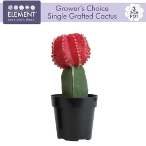 "Element Colorful Grafted Cactus Live Plant in 3"" Grower Pot