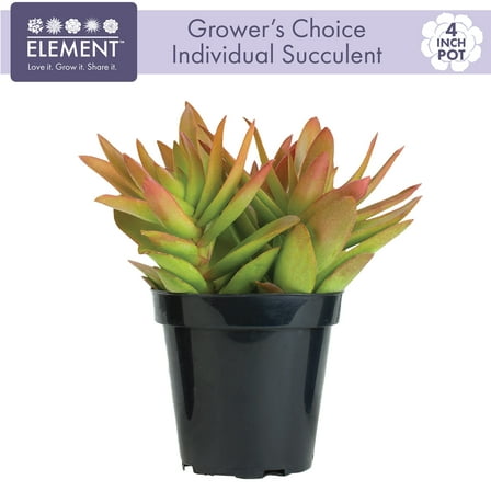 Element Grower's Choice Succulent Live Plant in 4" Grower Pot