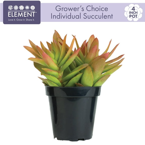 Element Grower's Choice Succulent Live Plant in 4" Grower Pot