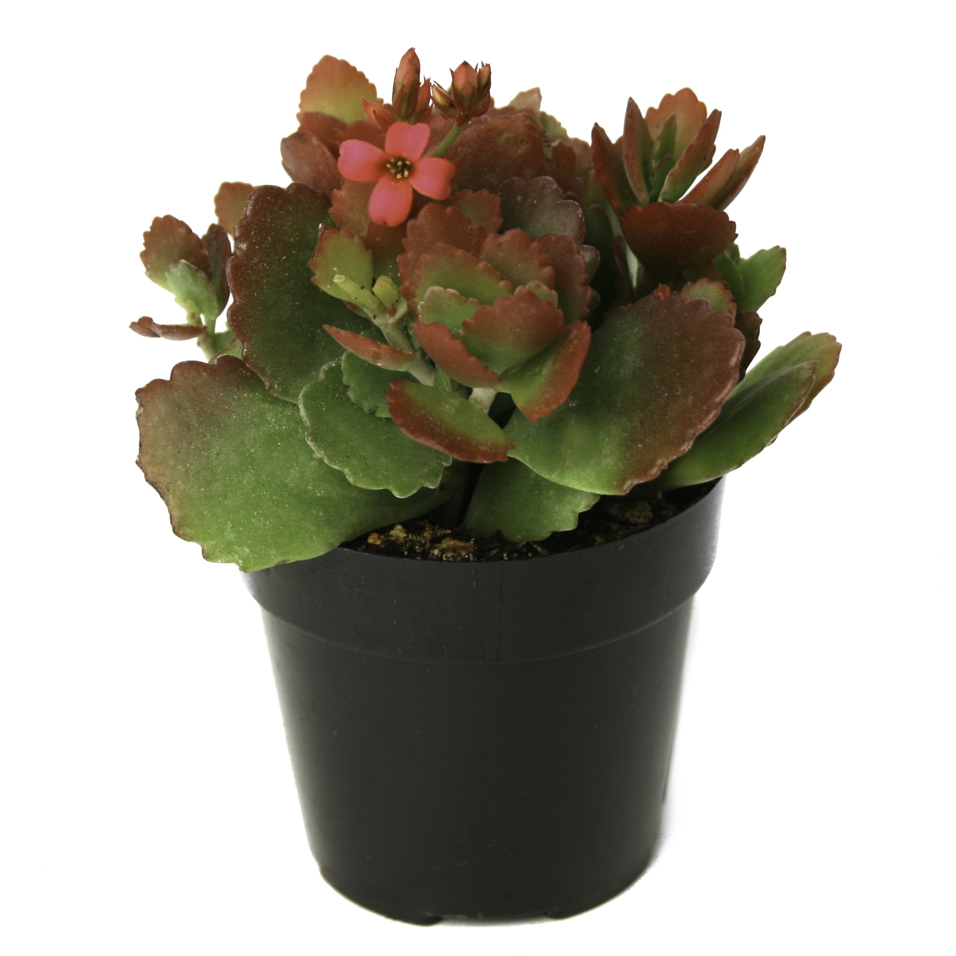 Element Live Plant Kalanchoe Blossfeldiana Succulent Assorted Color in 4in Pot
