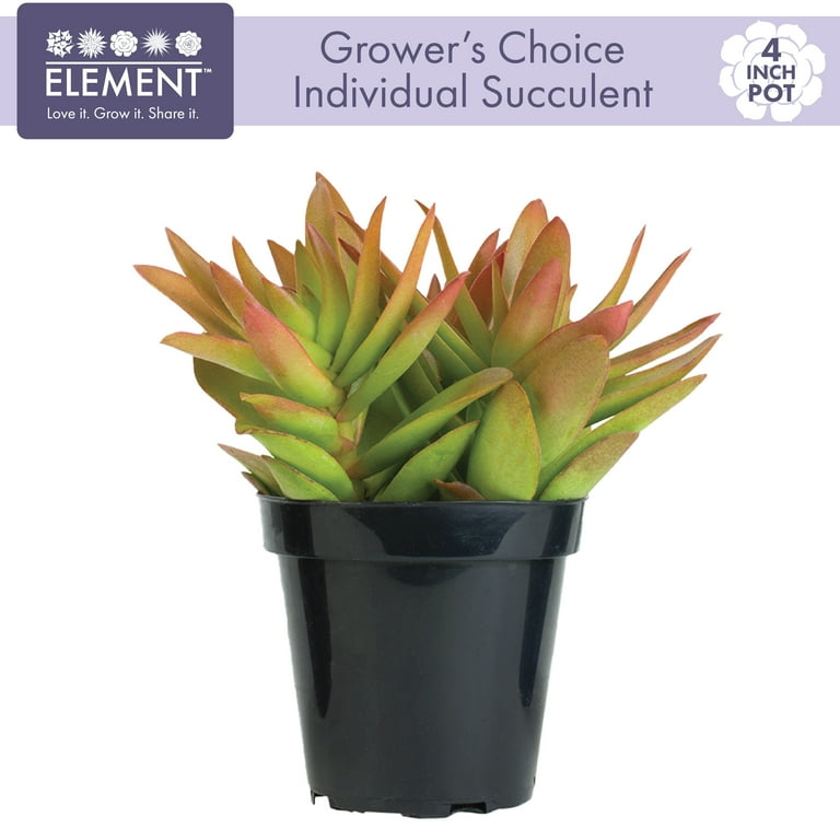 Element Single Succulent, 3.5 in Pot, Seasonal Live Plant, Mixed