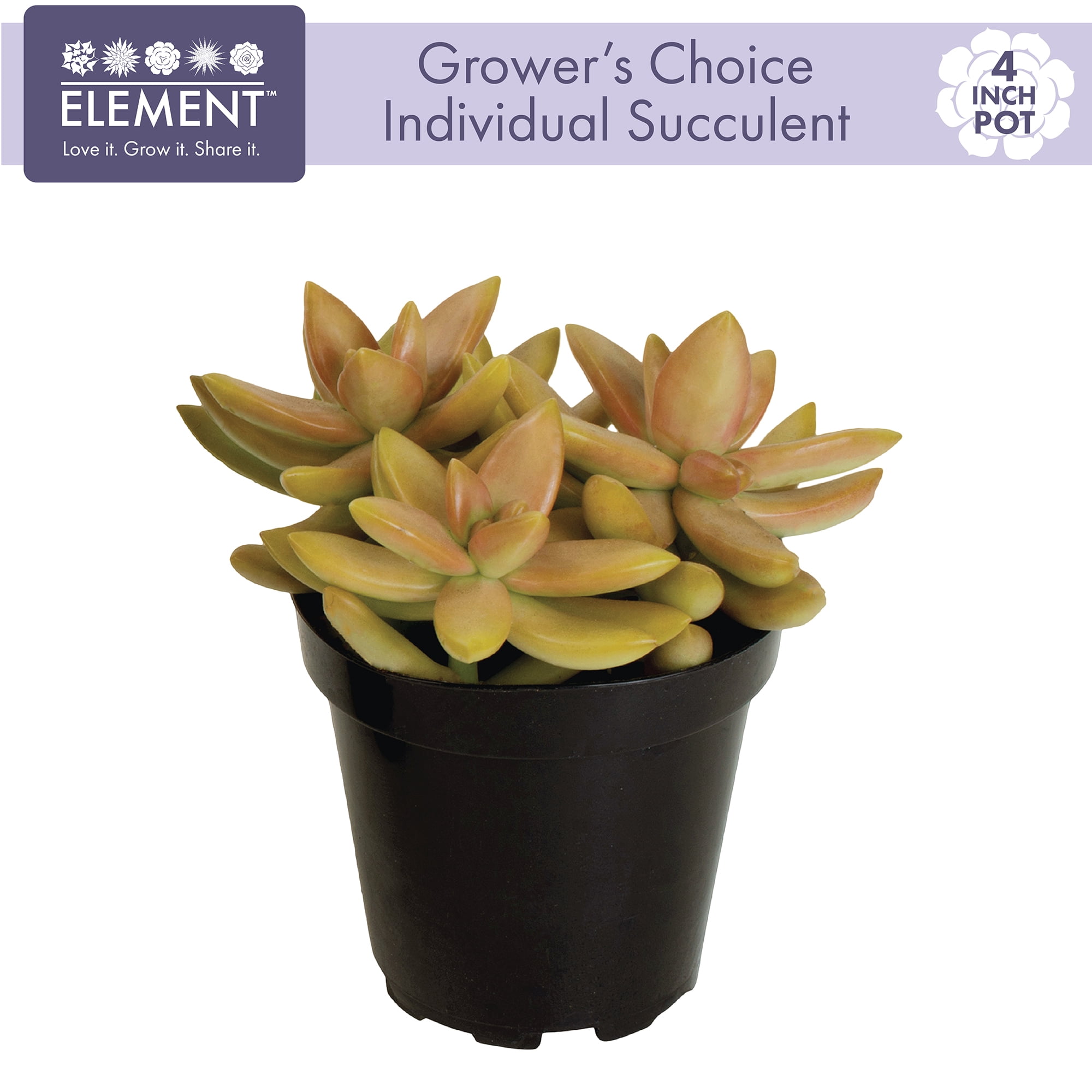 Element Live Plant Succulent Assorted Varieties and Colors in 4in Pot