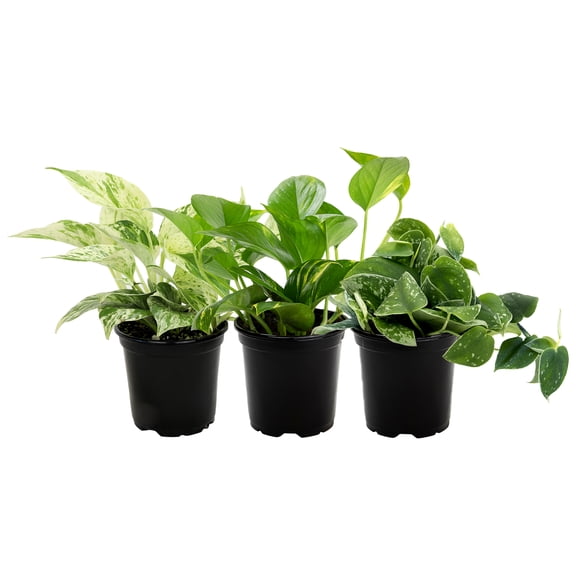 Element Live Pothos Plant Variety Pack, 4.25in Grower Pots, Easy Care (3 Count)