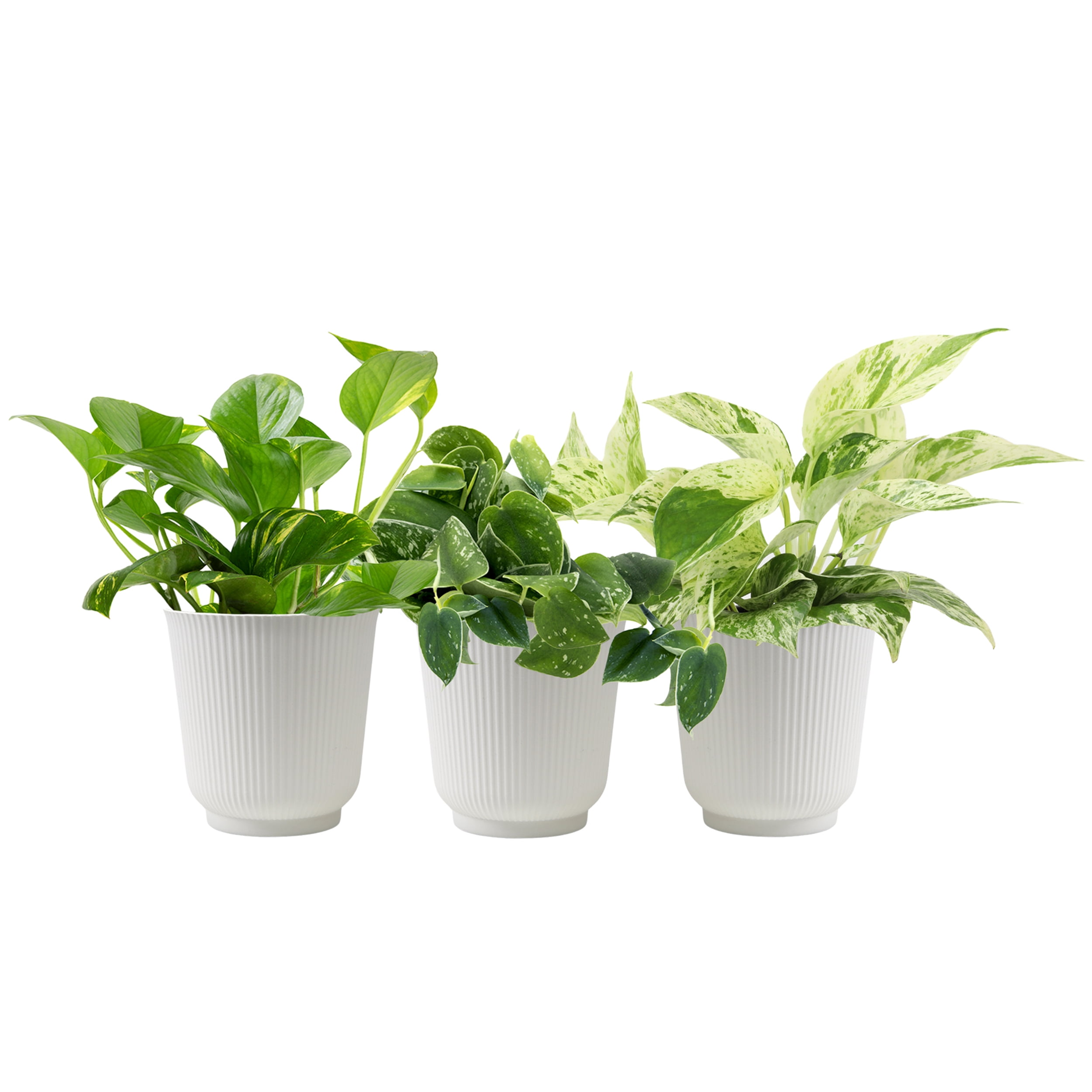 Element Live Pothos Plant Variety Pack, 4.25in White Decor Pots, Easy Care (3 Count)