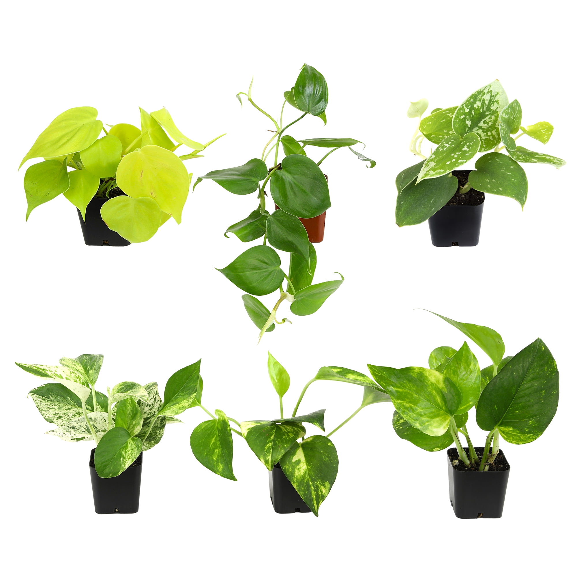 Element Live Pothos Variety Pack, 2in Grower Pots, Easy Care (6 Count)