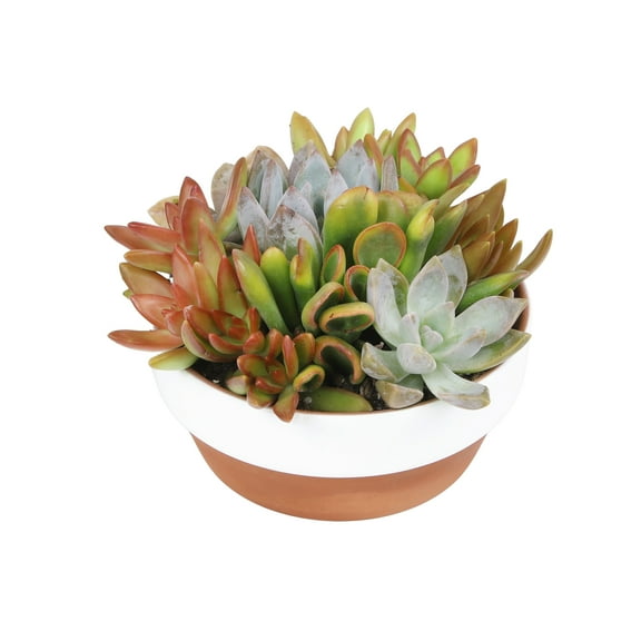 Element Live Succulents Garden Decor, 5" White Rim Clay Plant Gift, Easy Live Plants, Full Sun