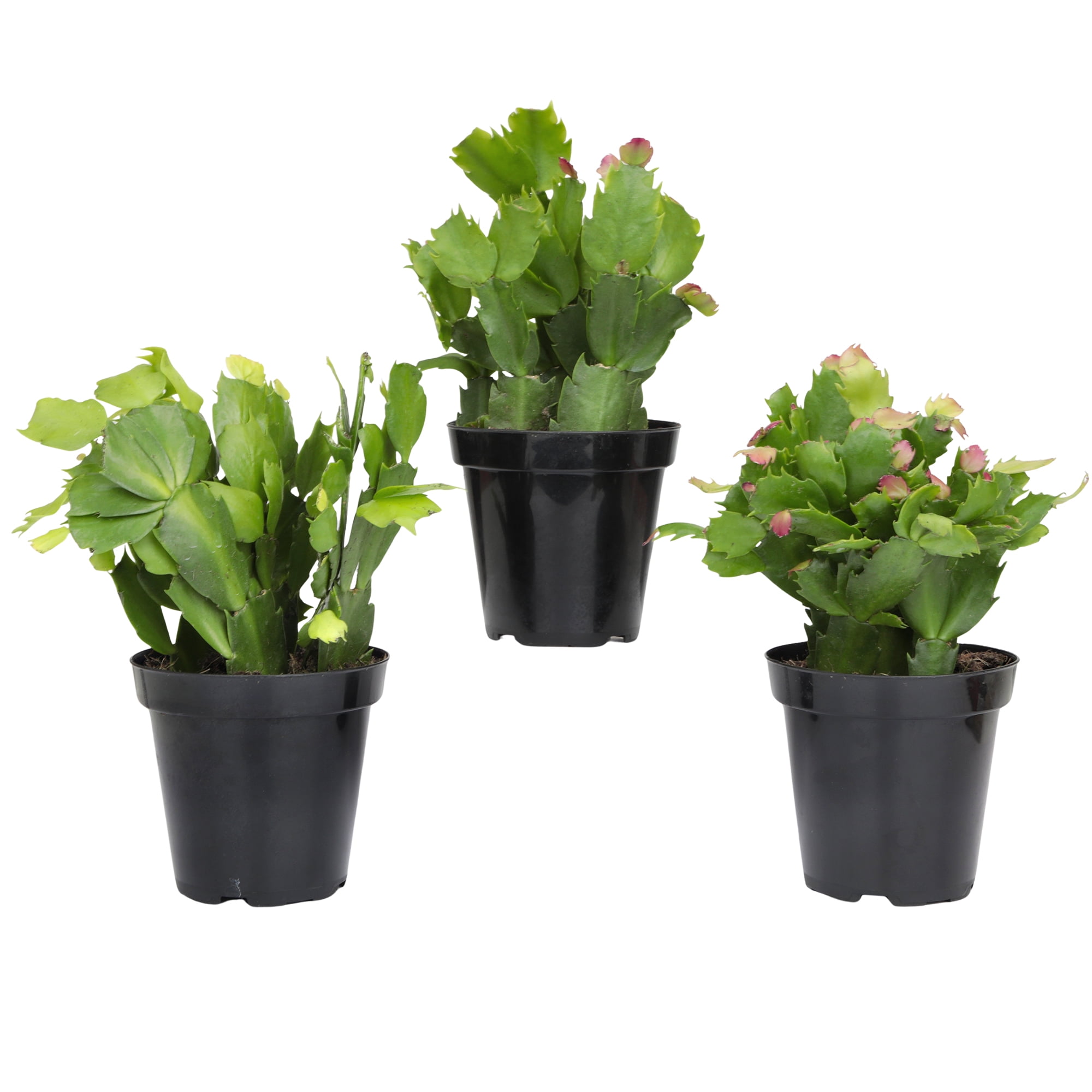 Element Multicolor Christmas Cactus 3PK in 4" Pots, Pet Safe Zygo Live Plants (3 Count)