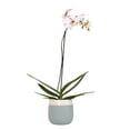 thumbnail image 1 of Element Novelty Spotted Live Orchid Decor (Approx 22" Tall) in 5" Blue & White Planter, 1 of 16