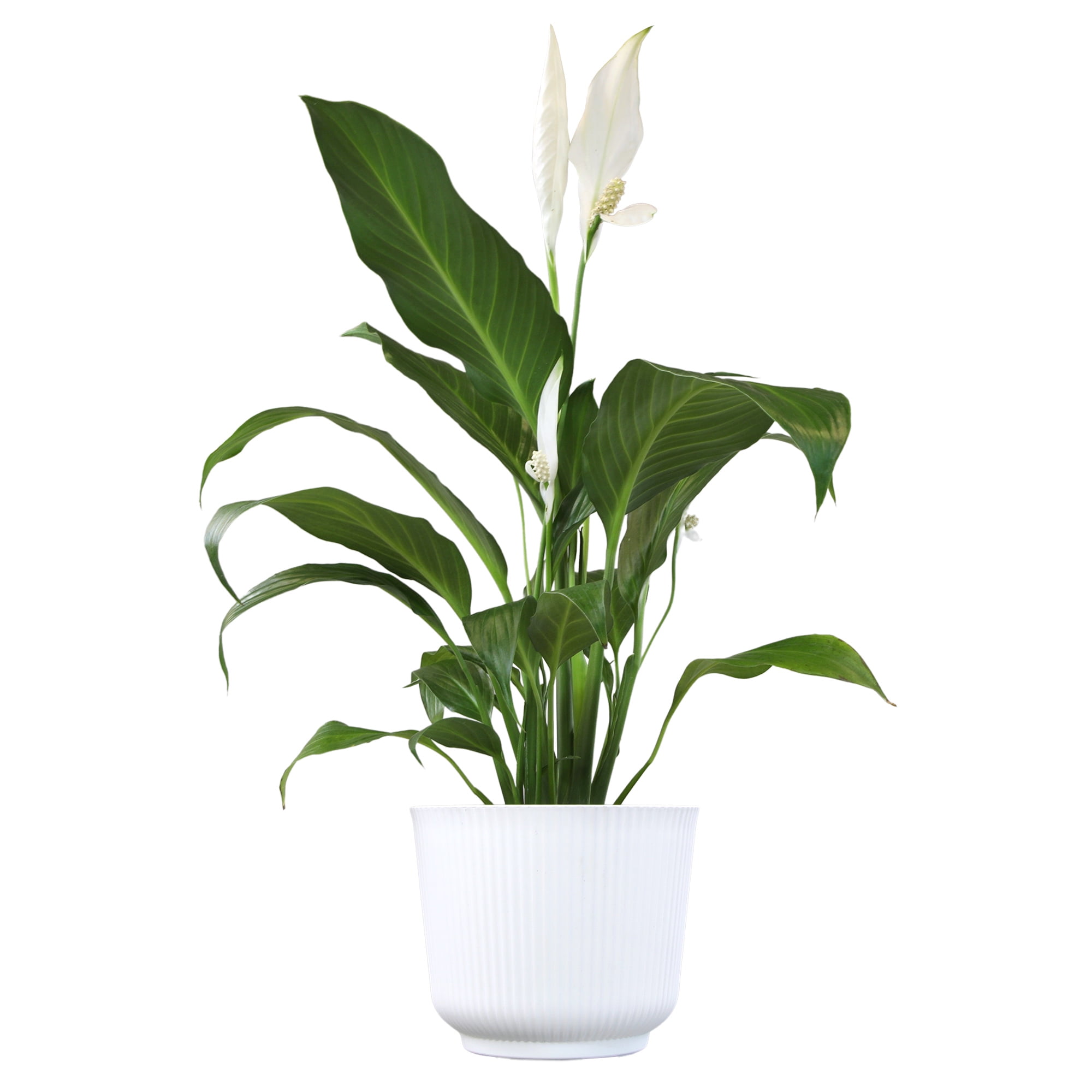 Element Peace Lilly Spathiphyllum Live Plant in 6" White Decor Pot (Approx 17" Tall)