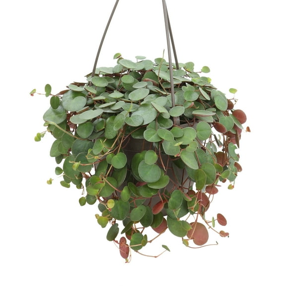 Element Peperomia Ruby Cascade - Pet Friendly Plants - Hanging Succulents - 6-Inch Basket